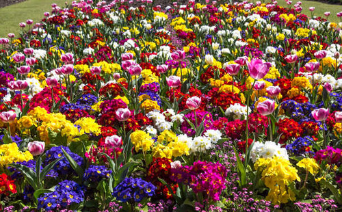 Jual Poster Tulips Gardens Primula Many WPS